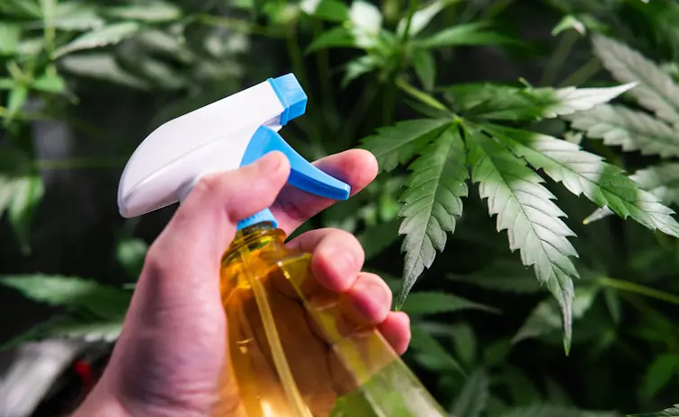 Best Terpene Spray