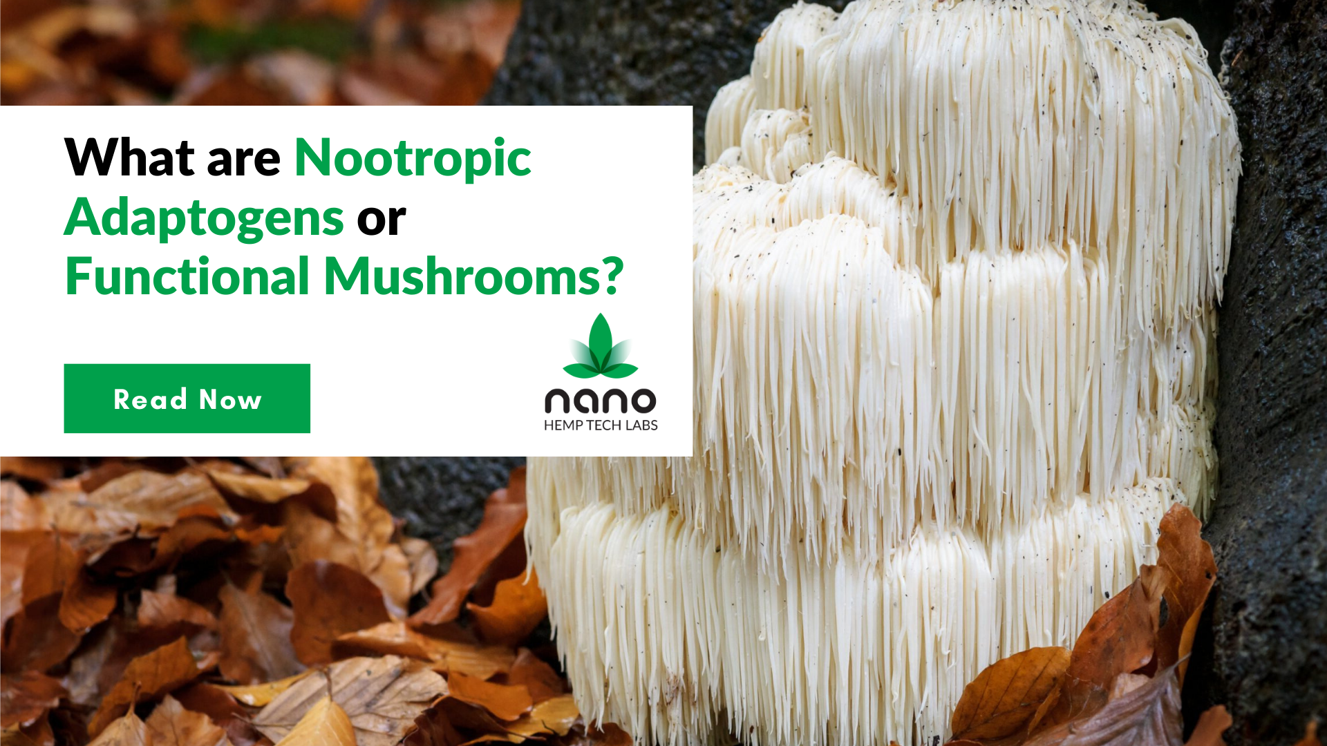 Nootropic Mushroom