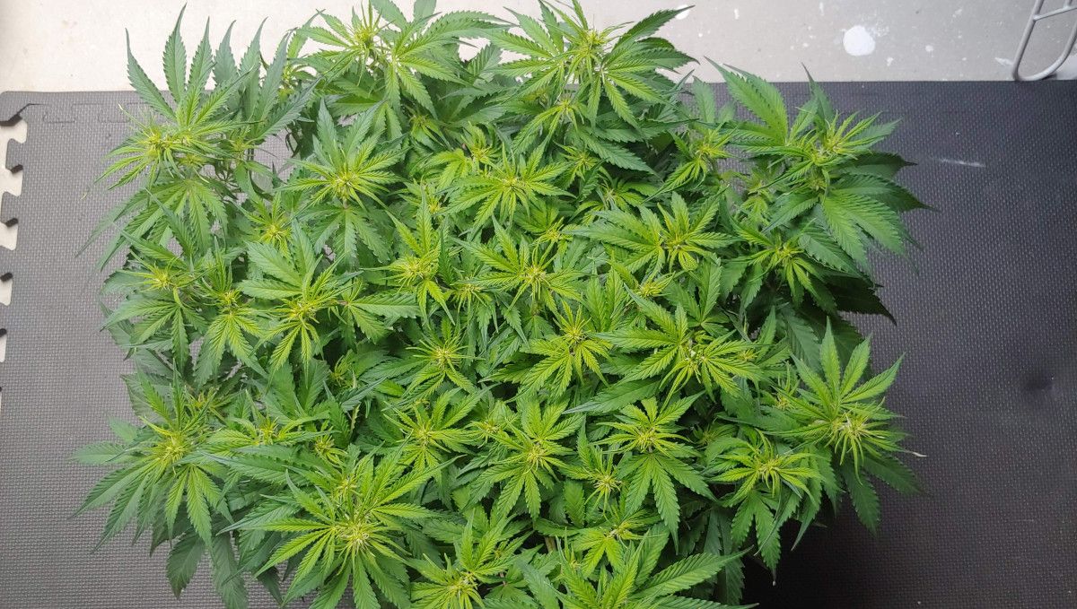 Double AA Flowers