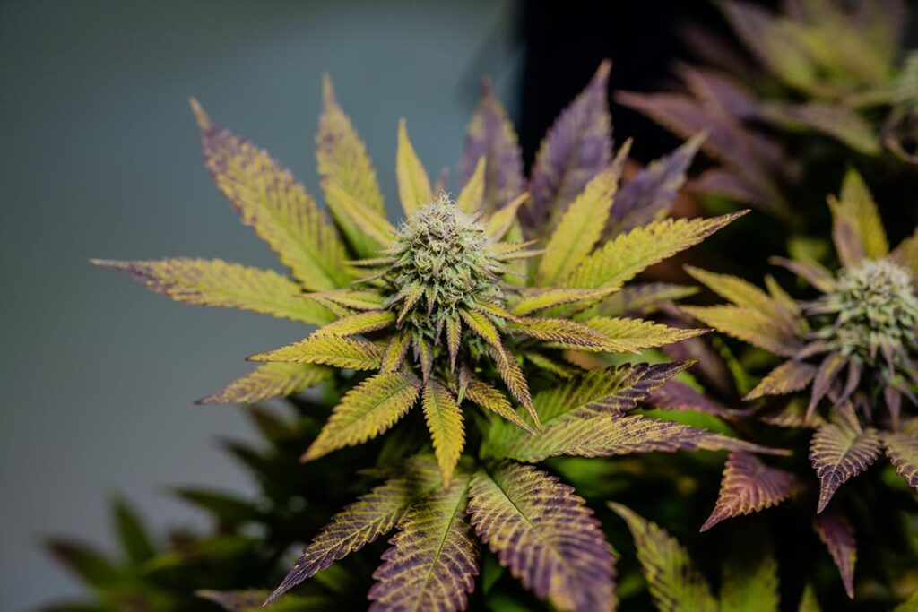Wholesale THC Flower in New Jersey