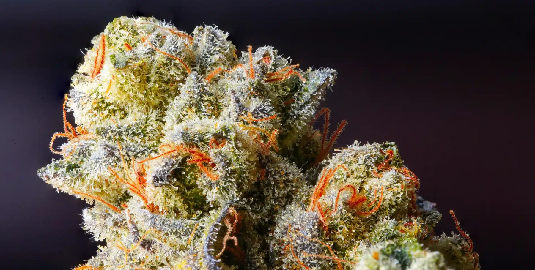 Boutiq Bud