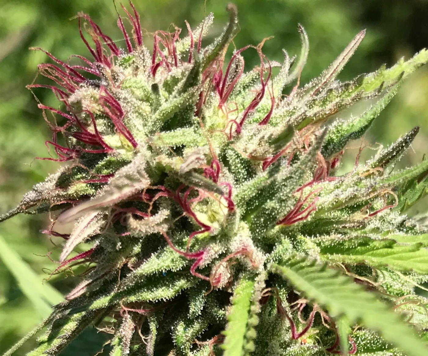 THCV Flower