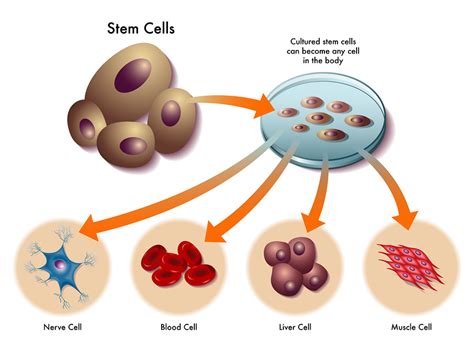 Does Stem Cell Therapy Work