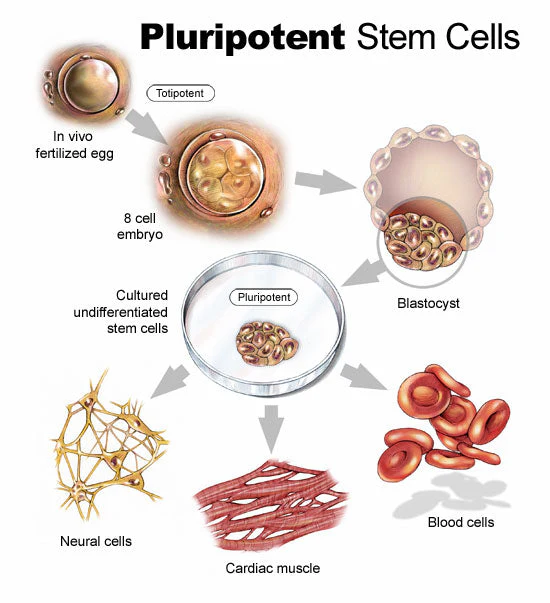 Pluripotent